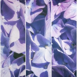 Lavender Hydrangea Triptych